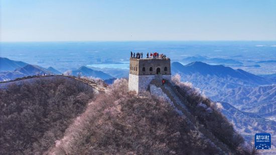 春到长城 山花绽放